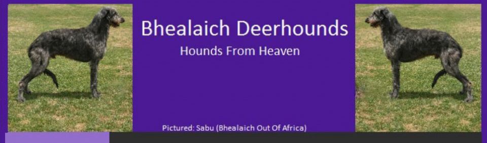 Bhealaich Deerhounds